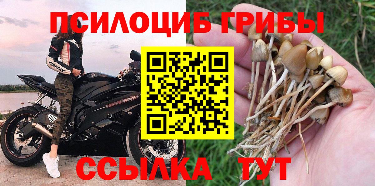 Галлюциногенные грибы Psilocybe Сарапул